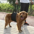thumbnail image 2 of Dog Auxiliary Belt, 2 of 3