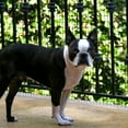 thumbnail image 3 of Cardinal Gates 29 " Outdoor Deck Shield Pet Safety Netting, 3 of 3