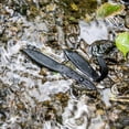 thumbnail image 5 of Lunkerhunt – Leech – Noir – Leurre de pêche, 5 of 5
