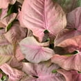 thumbnail image 5 of Syngonium Pink Perfection - Live Plant in a 4 Inch Pot - Syngonium Podophyllum 'Pink Perfection' - Stunning Houseplant with Unique Foliage - The Perfect Air Purifying Houseplant Companion, 5 of 5
