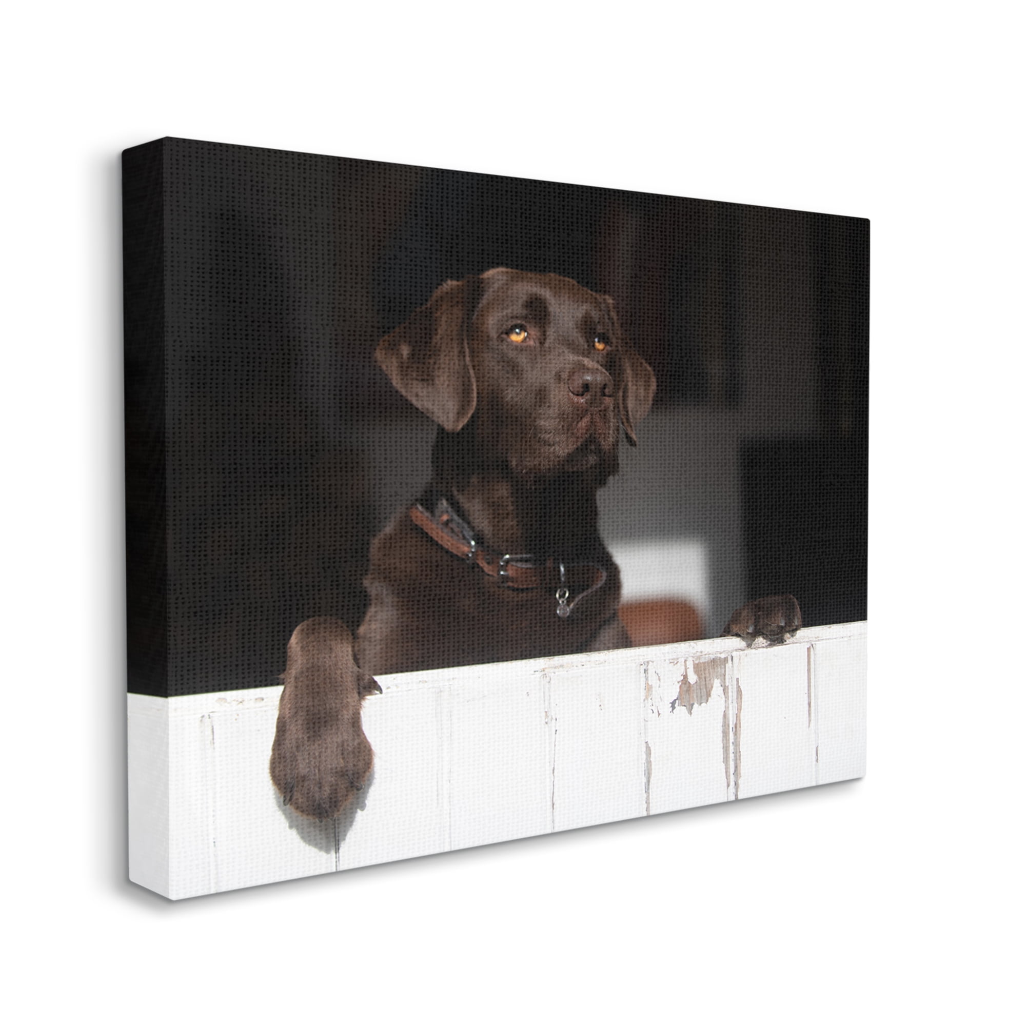 Stupell Industries Labrador Dog Overlooking Farm Leaning Barn Door Photograph Gallery Wrapped Canvas Print Wall Art, Design by James Dobson