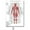 3, variant on Science Wall Art Muscle System Human Anatomy Diagram Medical Education Supplies HD Oil On Canvas Posters And Prints Home DecorDimensions: 50*70 cm, unframed.,76