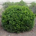 thumbnail image 6 of RedCrocus Hoogendorn Japanese Holly Ilex crenata Evergreen Shrub, Dense Rounded, Low Maintenance, Container & Garden Appeal, Full Sun/Part Shade, Toxic to Pets 3 Gallon, 6 of 18