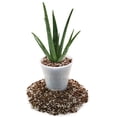 thumbnail image 2 of Gardenera Labs Premium Aloe Vera Potting Soil Mix - (2 Quart Bag), 2 of 6