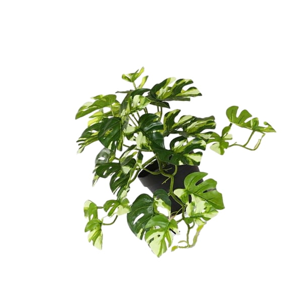 Advancent Plantas artificiales Hoja Planta falsa Interior Exterior de boda falsa Hogar Paisaje de Navidad Regalo de inauguración de la casa Decoración blanco verde con maceta