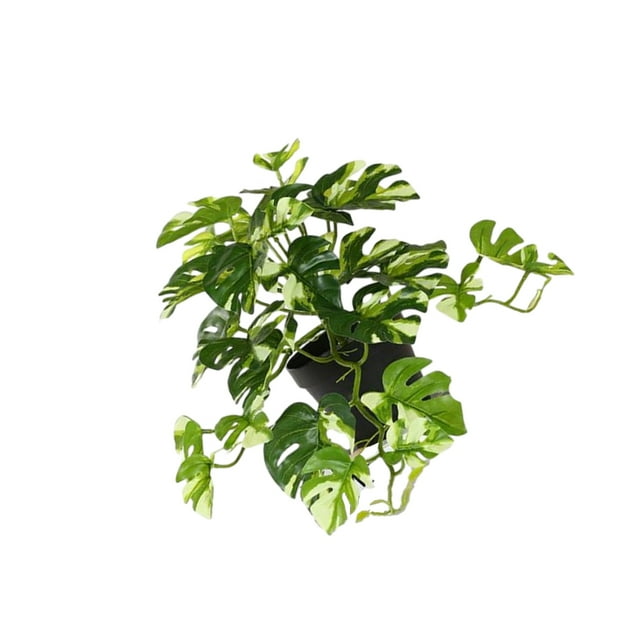Naiovety Plantas artificiales Hoja Planta falsa Interior Exterior de boda falsa Hogar Paisaje de Navidad Regalo de inauguración de la casa Decoración blanco verde con maceta
