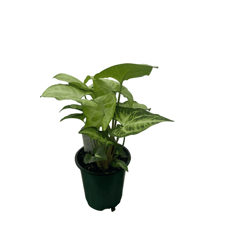White Butterfly Arrowhead Plant - Syngonium - Nepthytis - 3.5" Pot