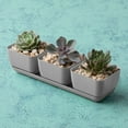thumbnail image 2 of Root & Vessel Majestic Herb & Succulent Trio Planter, Gray, 2 of 4
