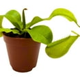 thumbnail image 5 of Nepenthes Ampullaria BAU Green, 2 inch, Winged Pitcher Rare Carnivorous Plant, 5 of 7