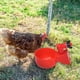 thumbnail image 5 of 4 Uds. Taza de agua para pollos, bebedero automático versátil para aves de corral, bebedero para aves de corral, 5 of 6