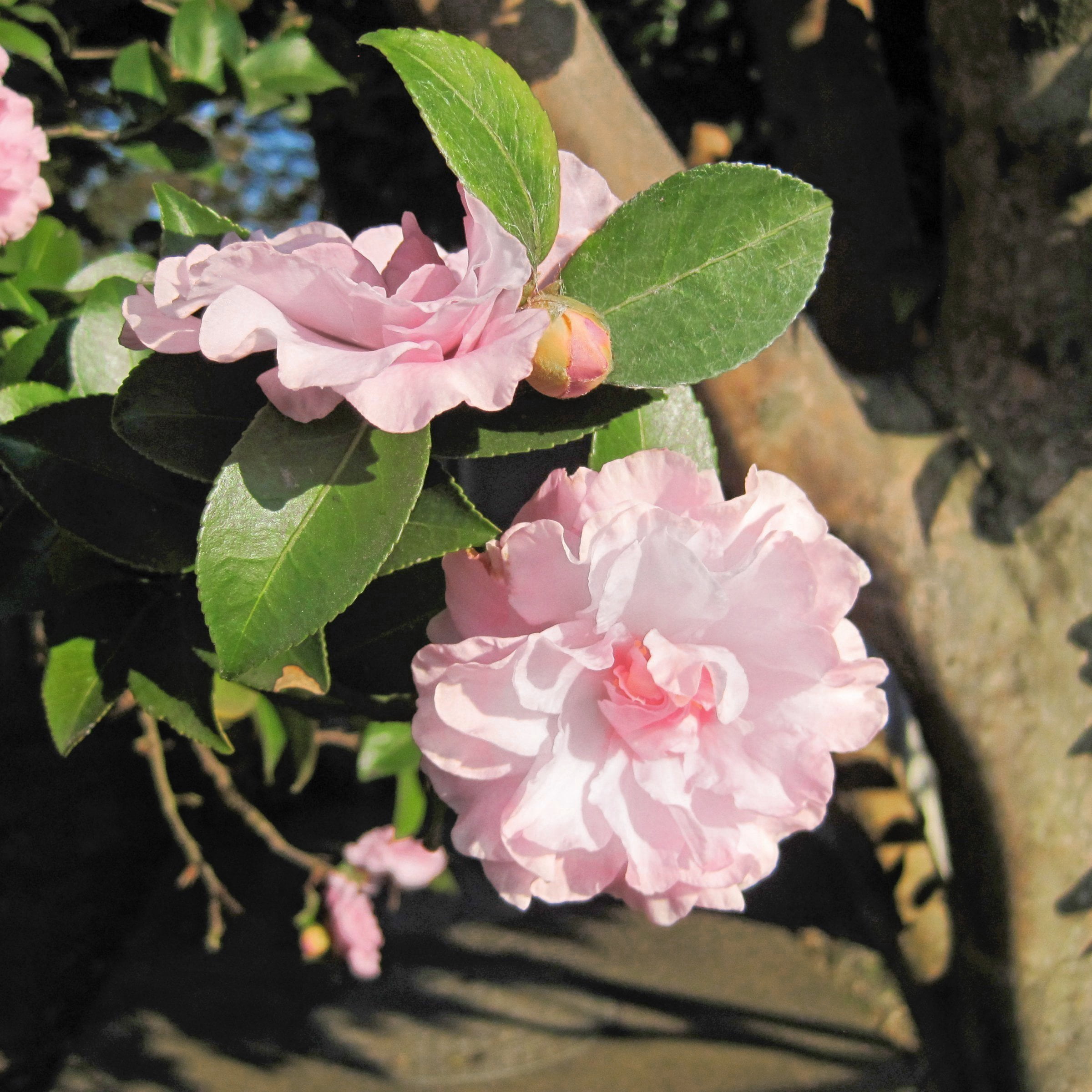 National Plant Network 1 gal. Camellia Japonica Jerry Donnan Shrub