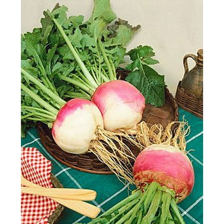 - American Meadows Purple Top White Globe Turnip - 1 Pound