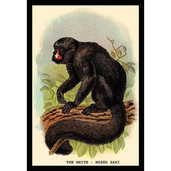 The White-Nosed Saki- Fine Art Canvas Print (20" x 30")