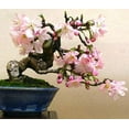 thumbnail image 2 of CZ Grain 10 Sakura Tree Plant Seeds, Easy to Grow, 2 of 3