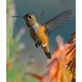 thumbnail image 2 of Fitzharris, Tim 26x30 Black Ornate Wood Framed with Double Matting Museum Art Print Titled - Broad Tailed Hummingbird, 2 of 4