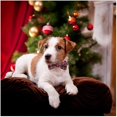 thumbnail image 5 of Pet Dog Cat Collar Christmas Snow Pattern Adjustable Nylon Necktie Bowknot Bowtie Traction Rope, 5 of 5