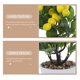 thumbnail image 5 of Limonero artificial, planta en maceta falsa, limonero decorativo en maceta, simulación de bonsái de limón, 5 of 8
