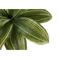 thumbnail image 4 of Indoor Plants Artificial Plant, 17" Tall, Dracaena, Indoor, Faux, Fake, Table, Greenery, Potted, Real Touch, Decorative, Green Leaves, Black Pot,Artificial Flowers, 4 of 4