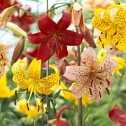 Van Zyverden Tiger Lilies Value Blend Set of 18 Bulbs Multicolor Partial Sun Easy to Grow 3 lbs