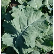 Kale Premier Great Heirloom Vegetable BULK 30,000 Seeds