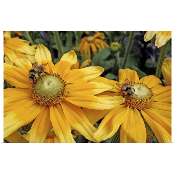 Great BIG Canvas | "Bees on yellow flowers, Butchart Gardens, Victoria, British Columbia" Art Print - 30x20