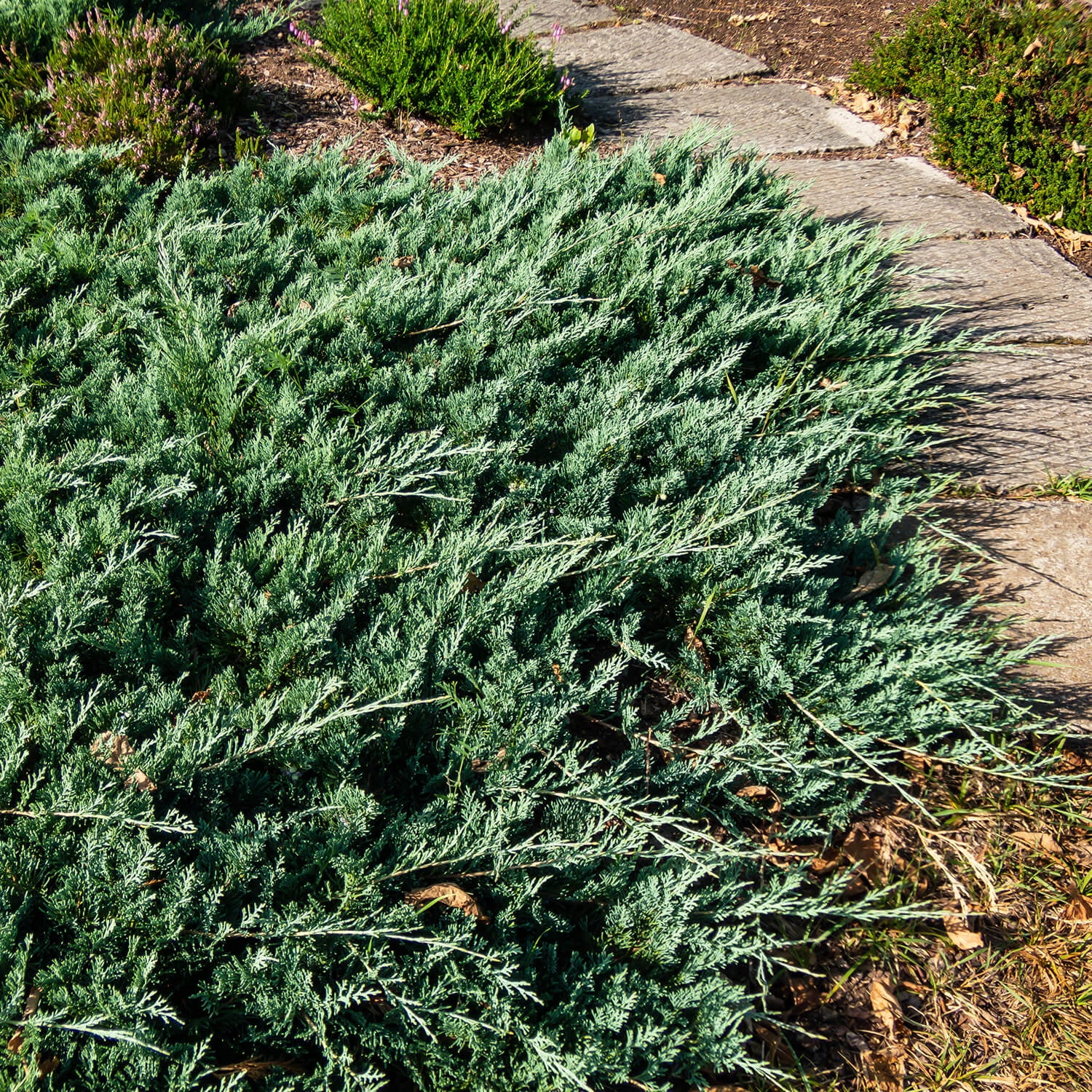 Expert Gardener Blue Rug Juniper, 2.5 Qt Grower Pot, Low-Growing Evergreen Groundcover Shrub, Full Sun, Live Outdoor Plant