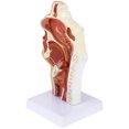 thumbnail image 3 of MasteelfCA Modèle de Cavité Nasale 1 Pce Modèle de Cavité Buccale Pharynx Larynx Modèle Anatomique, 3 of 7