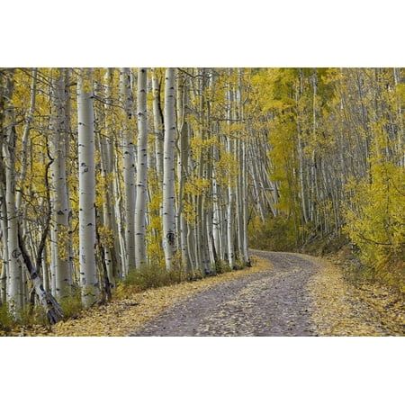 Landscaping In The Fall Dirt Road Through Yellow Aspen in the Fall Scenic Forest Autumn Landscape Photography Print Wall Art By James Hager ()