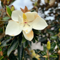 thumbnail image 6 of Sweetbay Magnolia Tree 8-12 Inches, 6 of 6