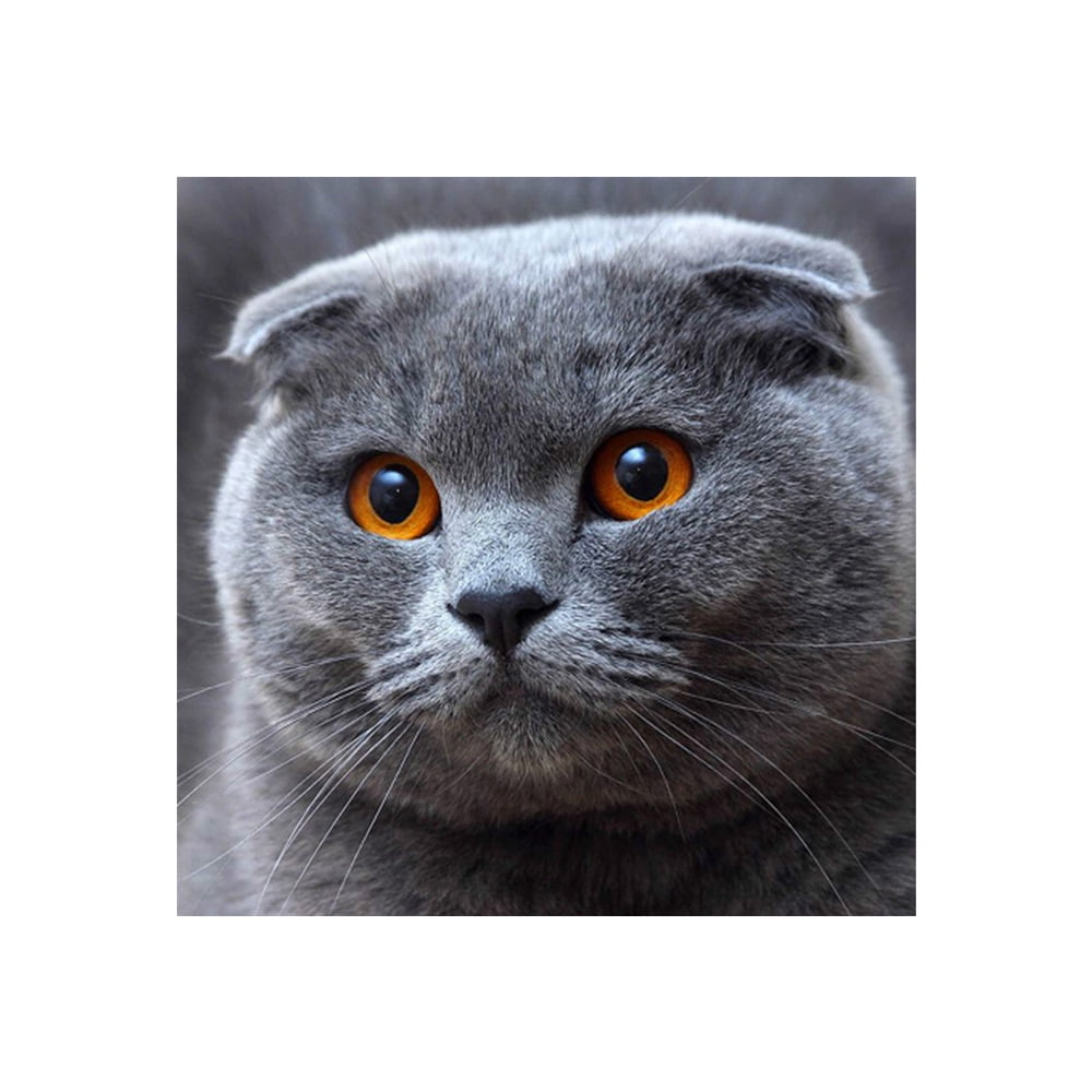 Irfora DIY 5D Jewel Paint 7173 Big Grey Cat 30X30 Full Drill Crystal  Rhinestone Embroidery Paintings Arts Craft for Home Wall Decor