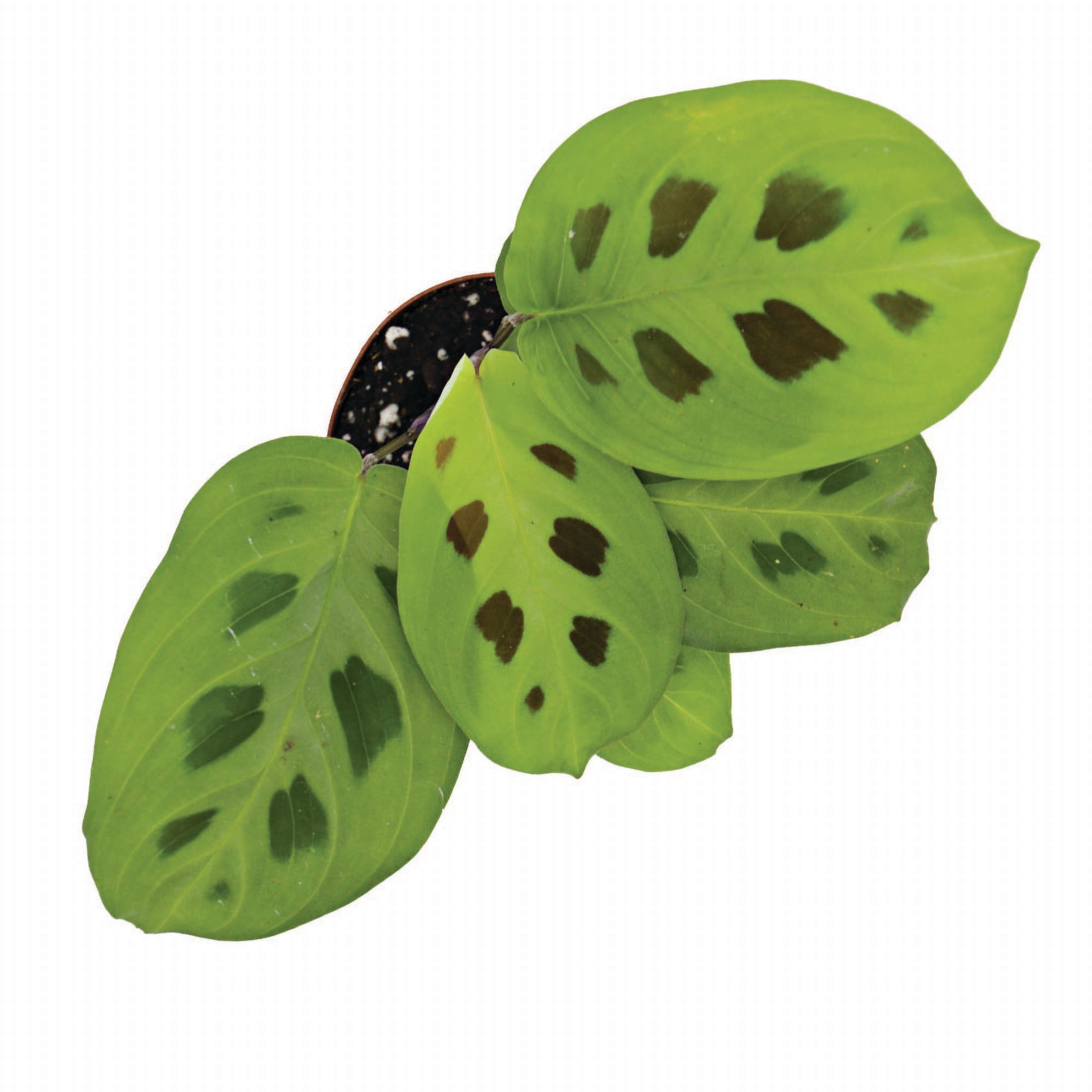 ReptiCulture Maranta Tropical 2" Pot 3 pk