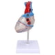 thumbnail image 3 of Modelo de Corazón Humano, Diseño de Diseño de Corazón de Diseño de Pvc para Ayudas de Enseñanza Médica, 3 of 7