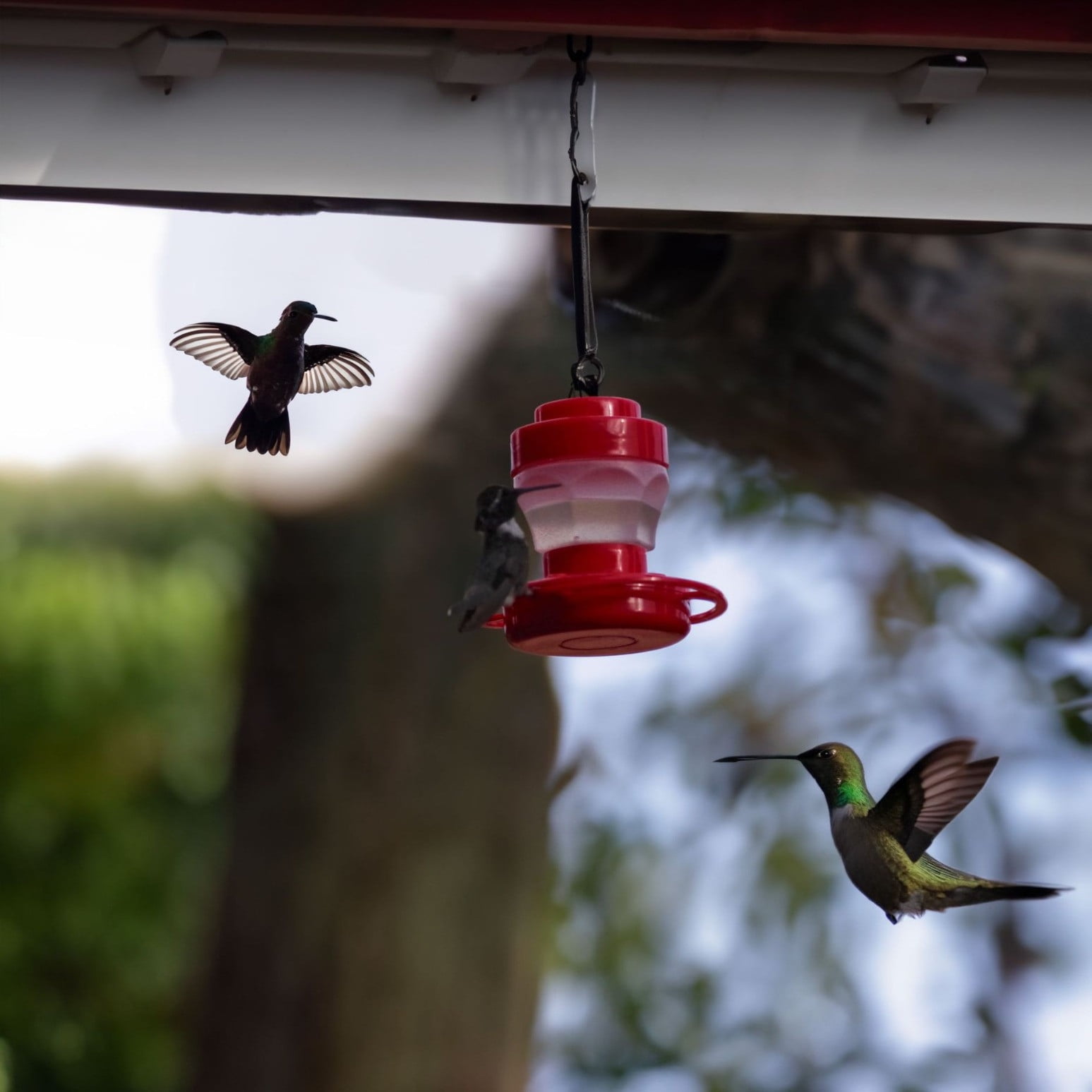Ovzne lightweight and simple bird feeder - outdoor hanging bird feeder and garden decoration