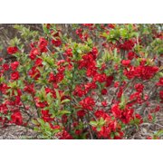 Double Take Scarlet™ Quince