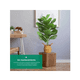thumbnail image 5 of 2pz Plantas Hojas De Palma Y Monstera Decorativa 18 Hojas Belug Verde, 5 of 5