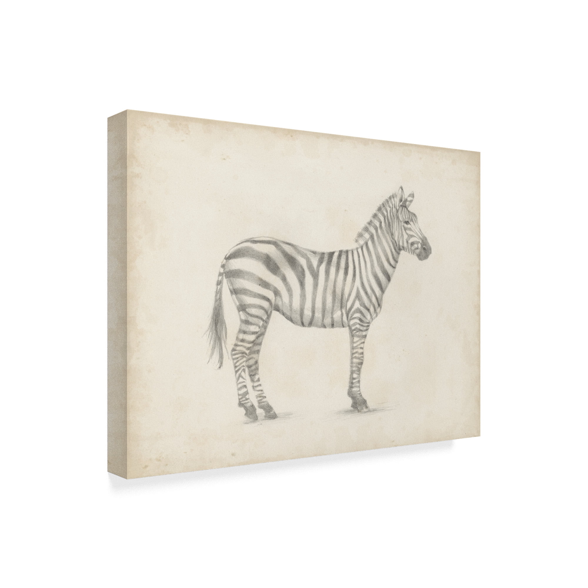 Trademark Fine Art 'Zebra Sketch' Canvas Art by Ethan Harper