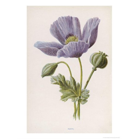 An Opium Poppy Print Wall Art By F. Edward Hulme (Best Opium Poppy Strain)