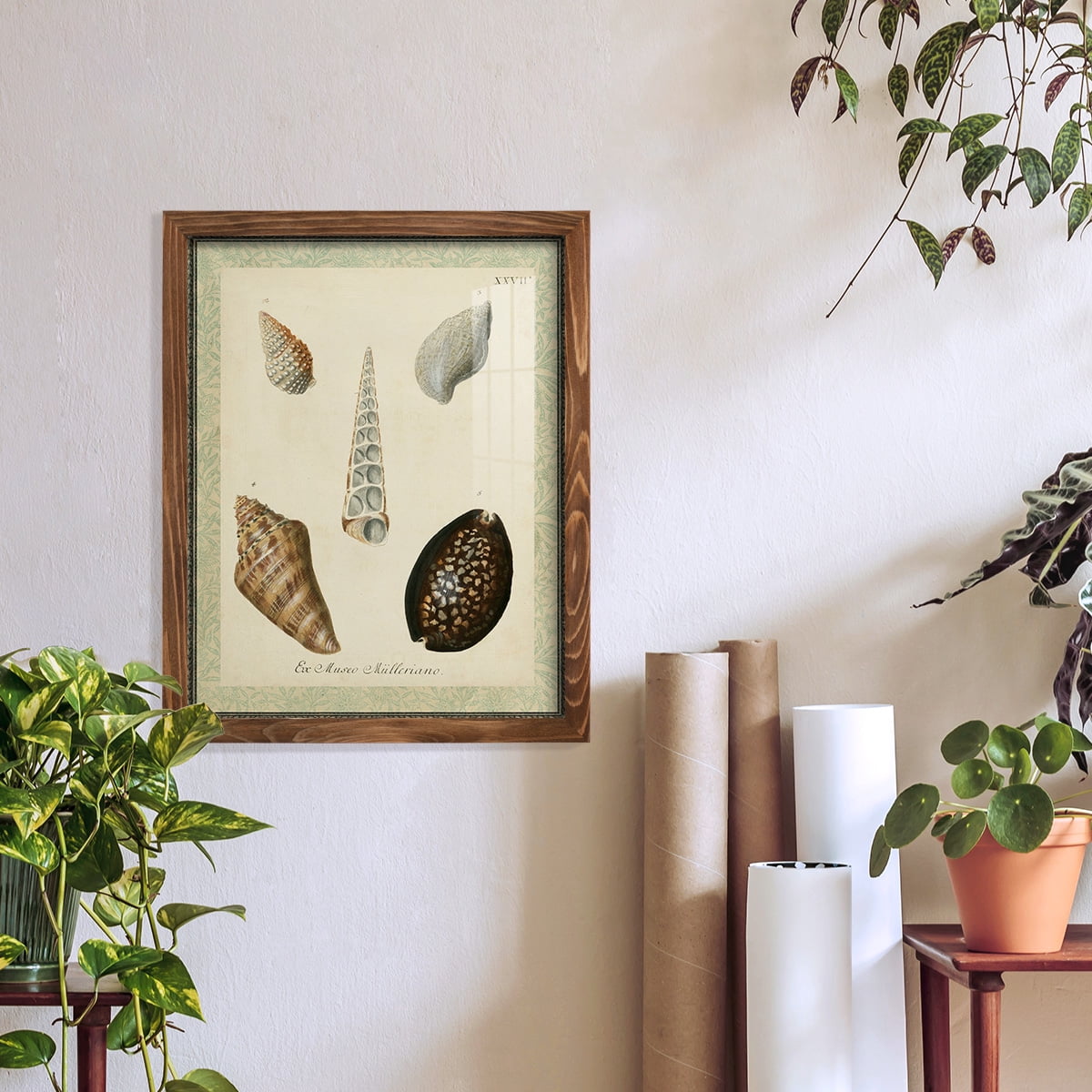 Bookplate Shells IX - Framed Print w/glass - Walnut