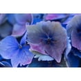 thumbnail image 3 of Crane, Rita 14x11 Black Modern Framed Museum Art Print Titled - Hydrangea Blue IV, 3 of 5