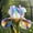 iris-B, variant on Iris Cultivation Granules-Home Decoration-Beautiful Gift Garden-Premium Garden Stakes-Bloom Year After Yea-Home Decoration-Beautiful Gift Gardenr-(Non-Artificial)