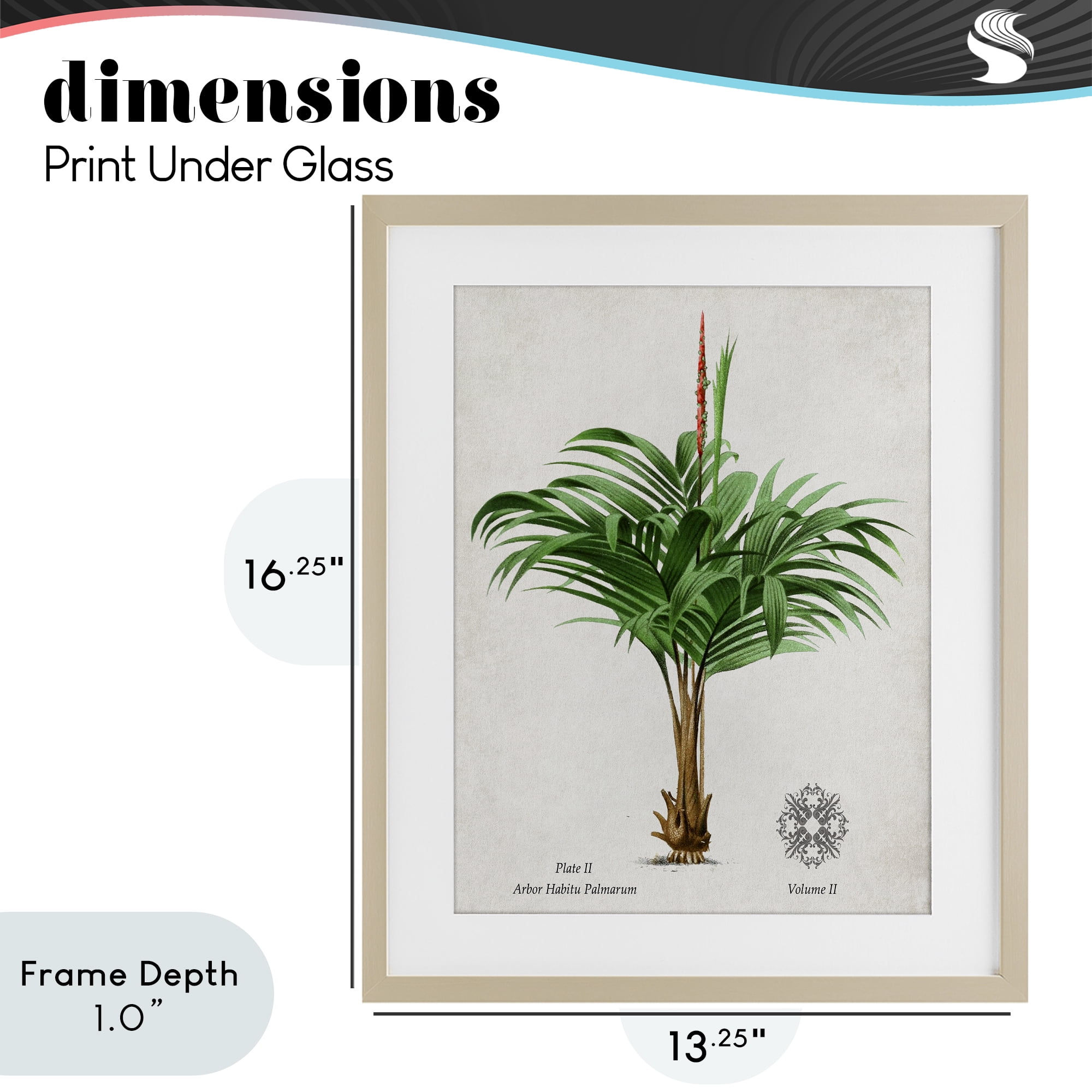 Stupell Industries Natural Palm Variety Study Birch Framed Print Under Glass, design by Val Rhodes