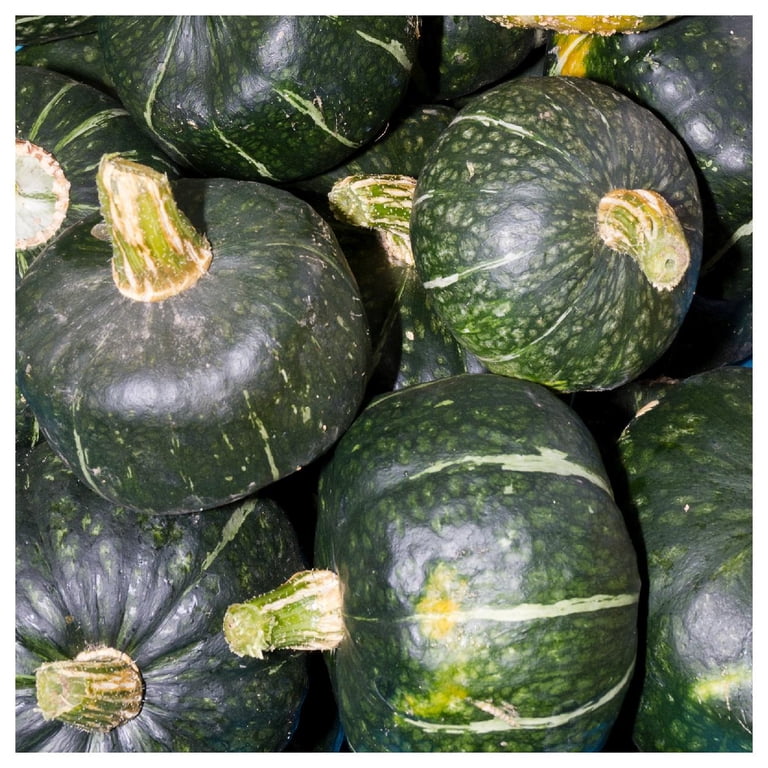 Everwilde Farms - 1 oz Burgess Buttercup Winter Squash Seeds - Gold Vault Bulk Seed Packet