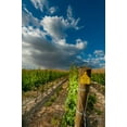 thumbnail image 2 of Duval, Richard 23x32 Black Ornate Wood Framed with Double Matting Museum Art Print Titled - Washington State-Red Mountain Moring sun on row of Cabernet Sauvignon in a Red Mountain vineyard, 2 of 4