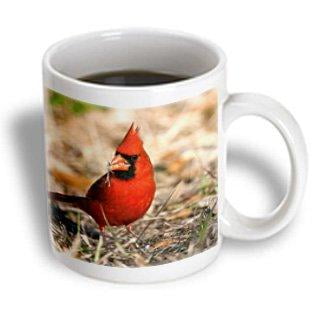 3dRose Northern Cardinal bird, Coastal Texas - US44 MPR0140 - Maresa Pryor, Ceramic Mug, 11-ounce