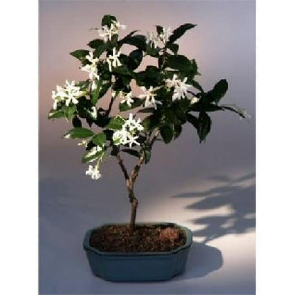 Trachelospermum Jasminoides Flowering White Jasmine Bonsai Tree