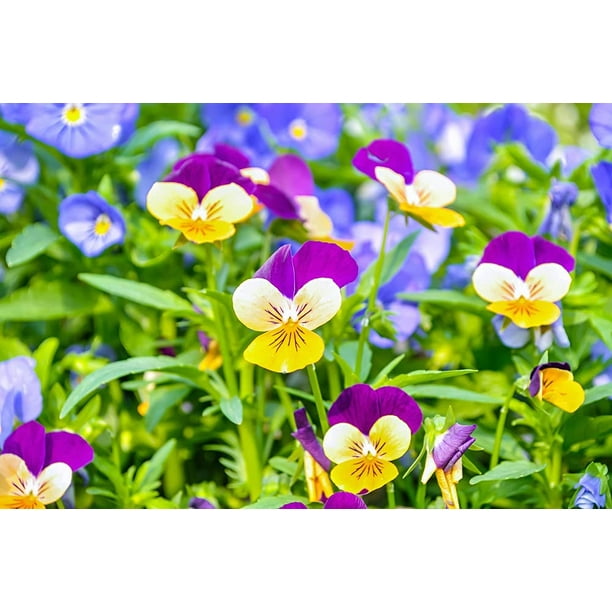 Johnny Jump Up Pansy Seeds 1,000+ Seeds Beautiful Perennial Garden