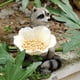 thumbnail image 5 of Estatua De Animales De Jardín Mapache Con Escultura De Flores Alimentador De Pájaros De Resina Para Decoración De Jardín Y Patio Serendint HA036434-00, 5 of 6