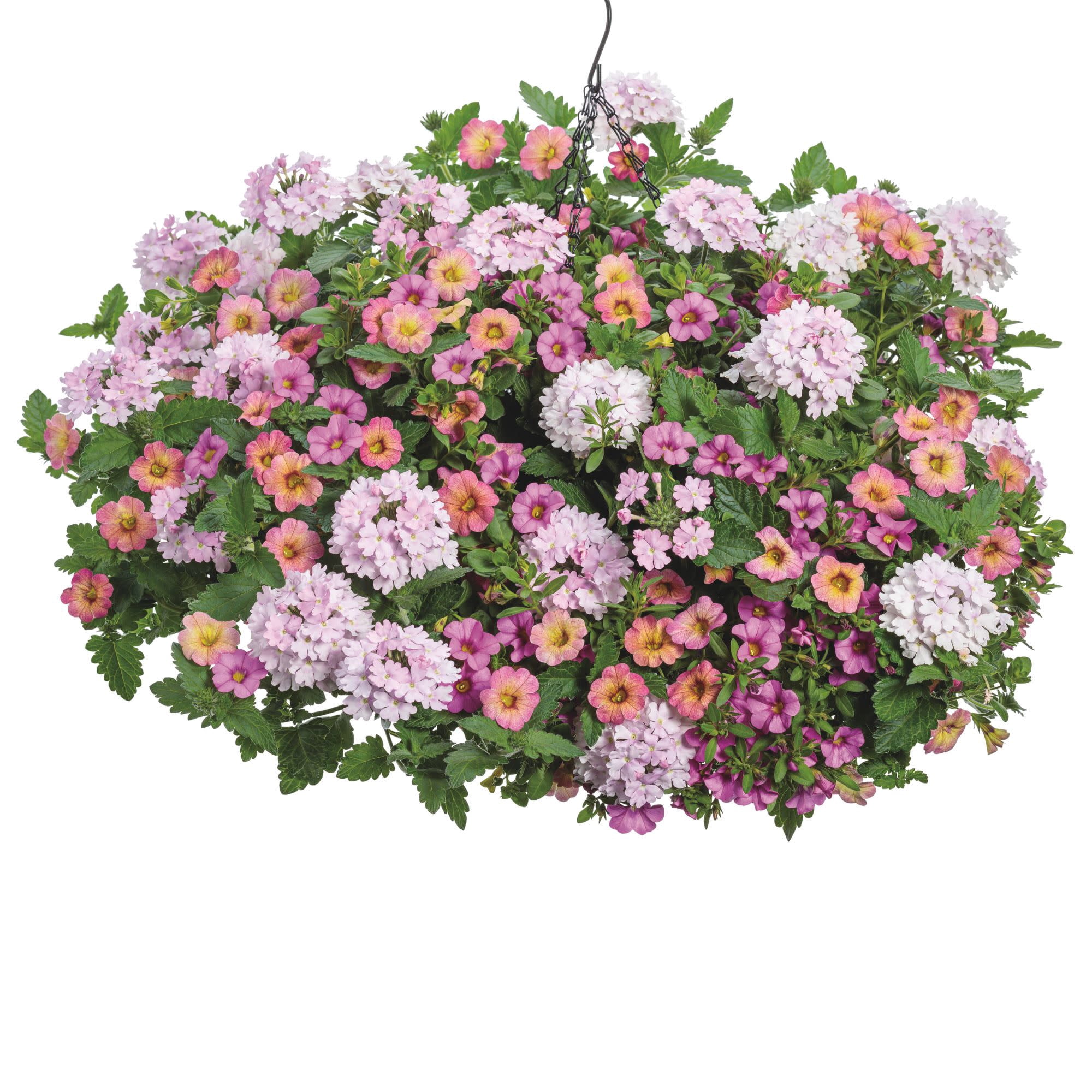 Proven Winners 4" Superbena Pink Cashmere Verbena Live Plant in 4.25" Pot (4 Count)