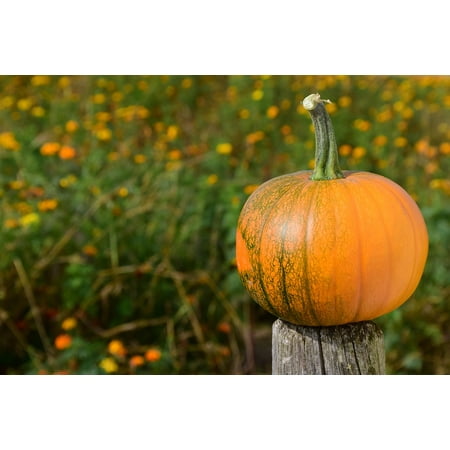 - Canvas Print Field of Flowers Pumpkin Red Yellow Orange Autumn Stretched Canvas 10 x 14