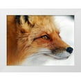thumbnail image 1 of Turgeon, Alain 18x14 White Modern Wood Framed Museum Art Print Titled - Red Fox, 1 of 4